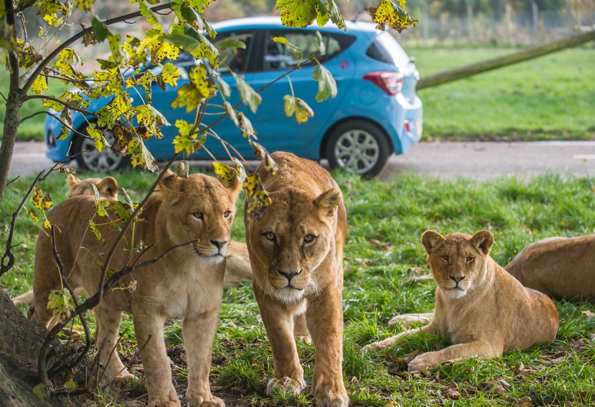 Lions at Blair Drummond Safari Park
