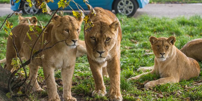 Lions at Blair Drummond